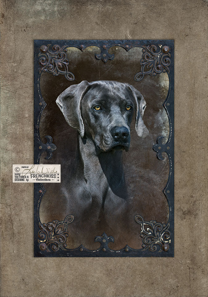 Blue Weimaraner Portrait