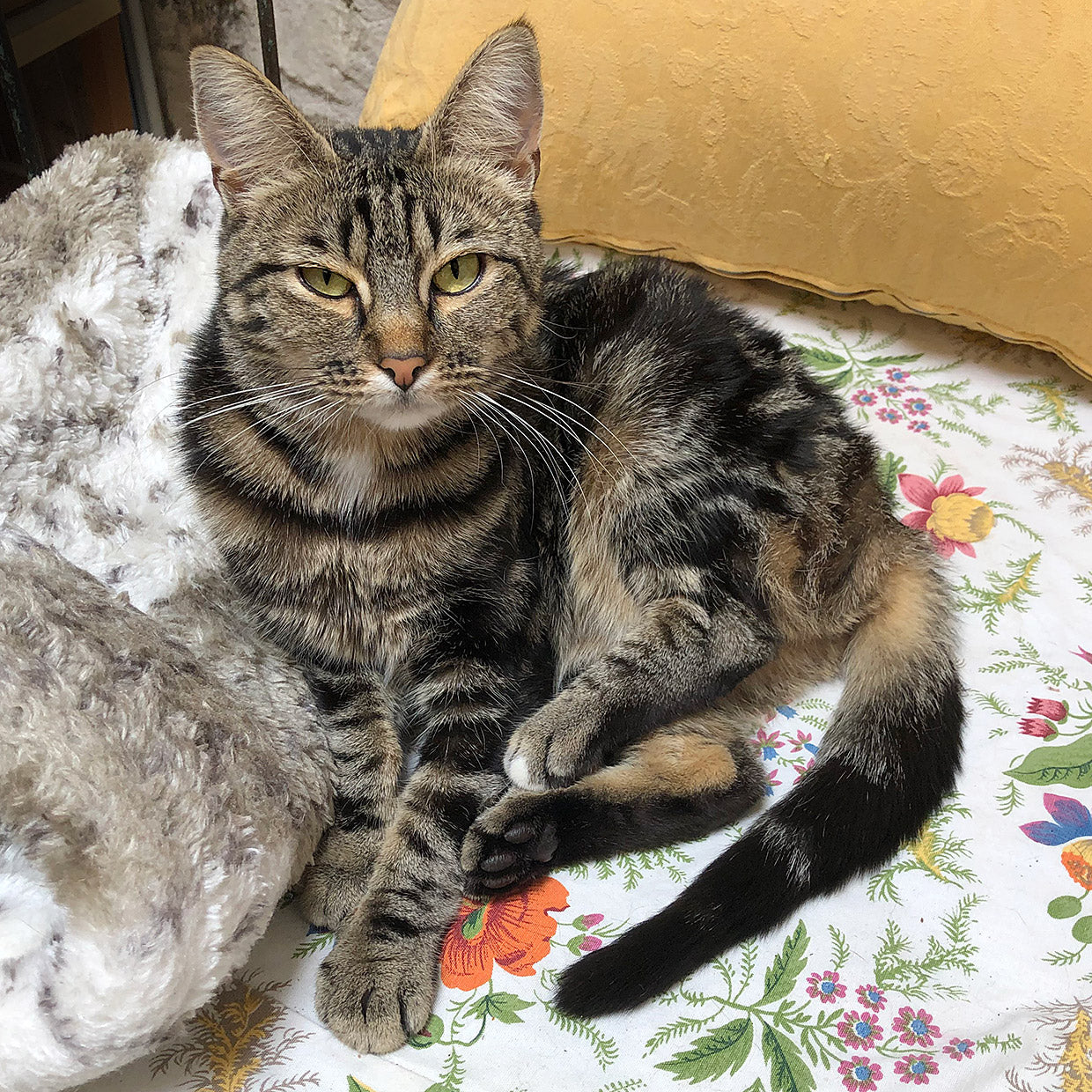 Treat Yourself & Help A Cat