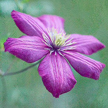 Textured Clematis