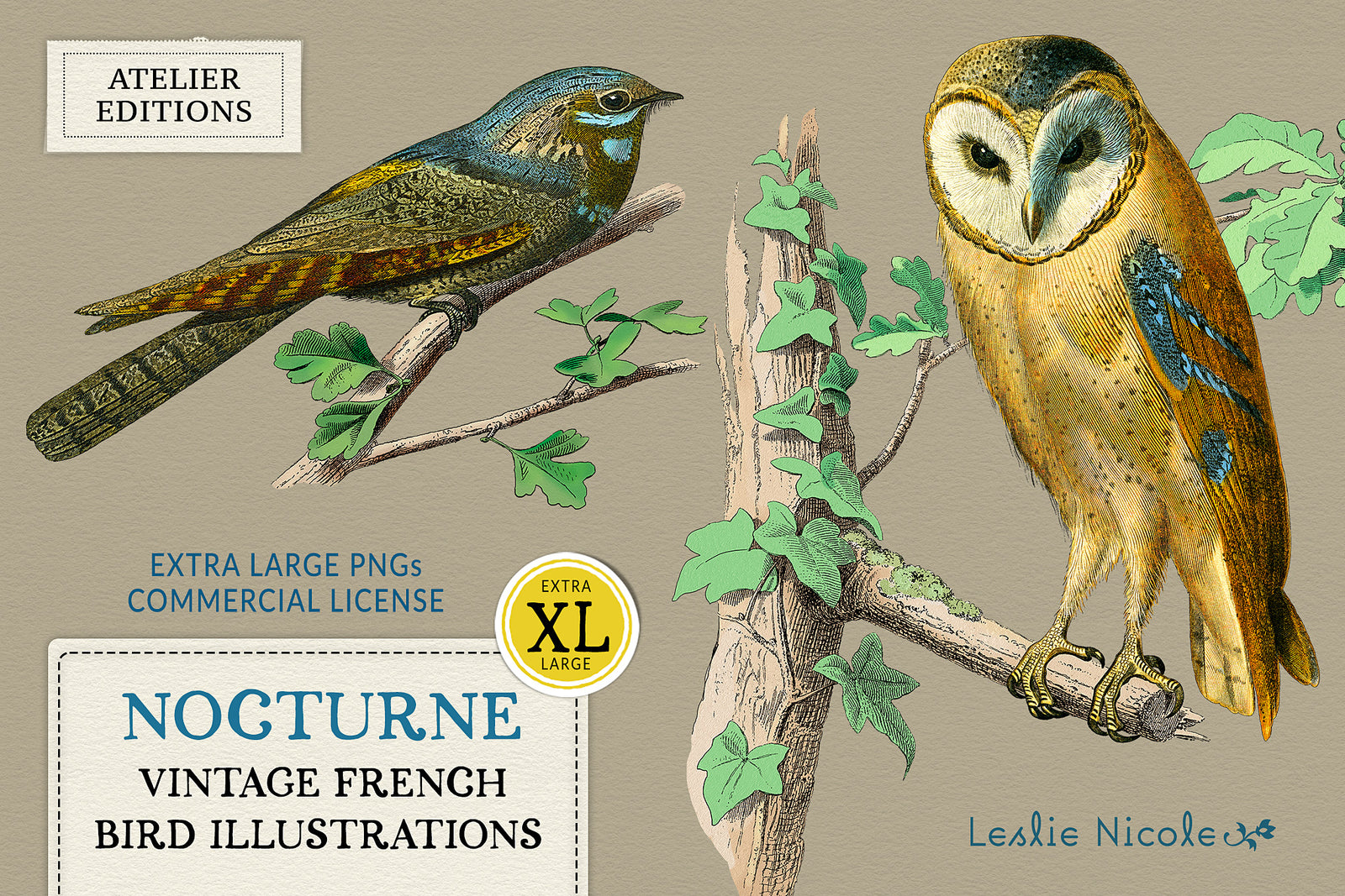 Nocturne digital graphics collection featuring high-resolution PNG illustrations of a hand-colored barn owl and European nightjar from a 19th-century French natural history engraving.