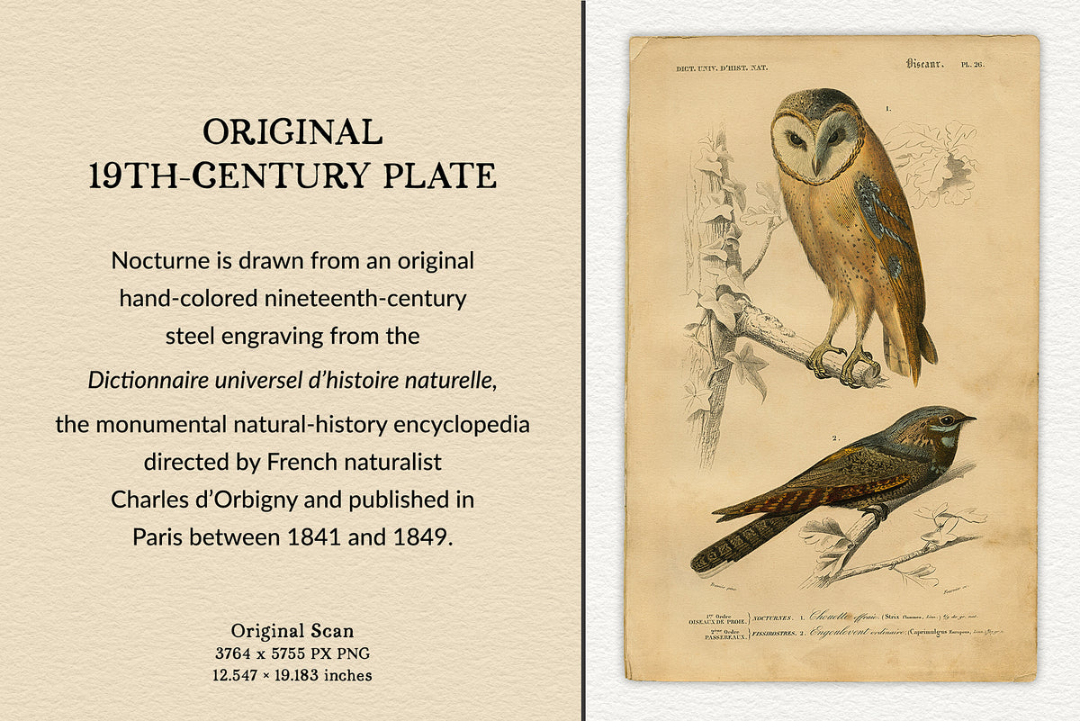 Original scan of a 19th-century French hand-colored bird engraving featuring a barn owl and European nightjar from the Dictionnaire universel d’histoire naturelle.