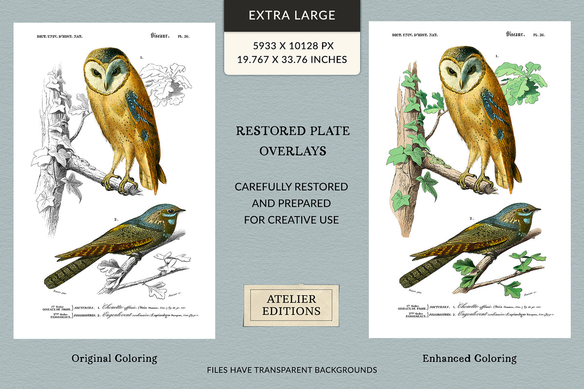 Restored 19th-century French barn owl and European nightjar digital PNG graphics shown in original and enhanced coloring, with transparent backgrounds.