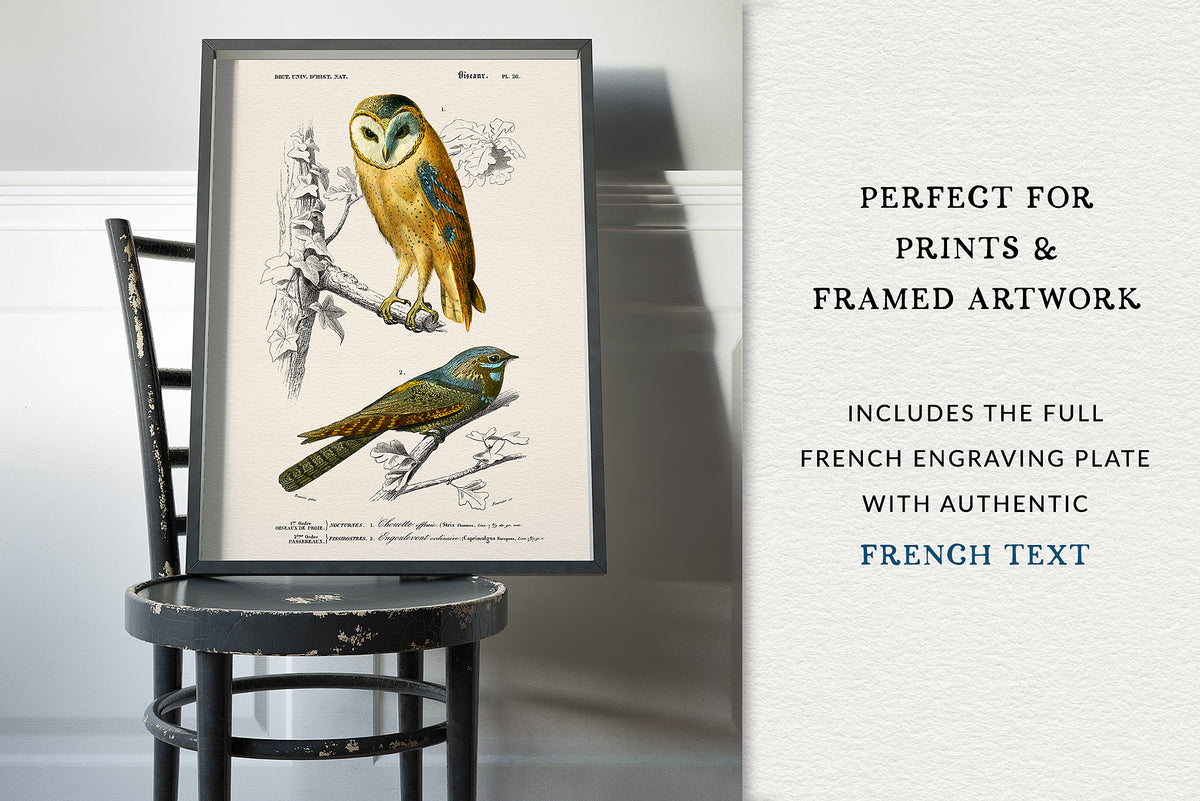 Framed 19th-century French barn owl and European nightjar engraving showing the Nocturne vintage bird artwork displayed as a fine art print.