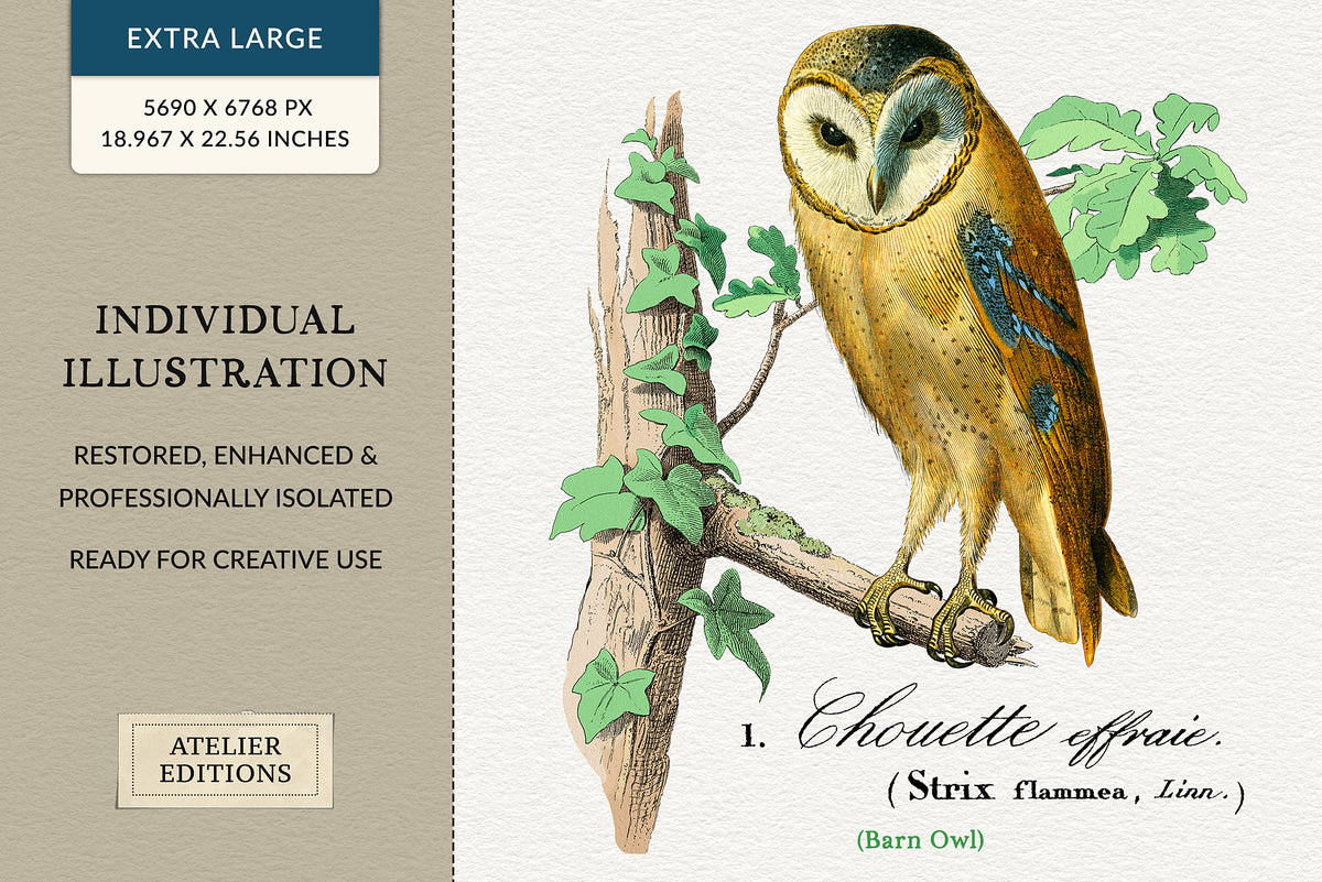 Extra-large restored barn owl digital PNG illustration from a 19th-century French engraving, professionally isolated with enhanced hand coloring.