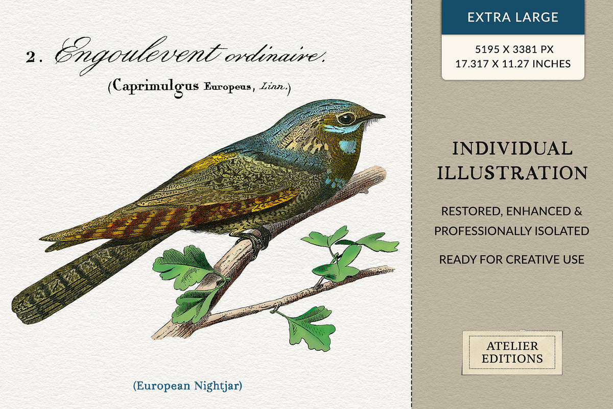Extra-large restored European nightjar digital PNG illustration from a 19th-century French engraving, professionally isolated with enhanced hand coloring.