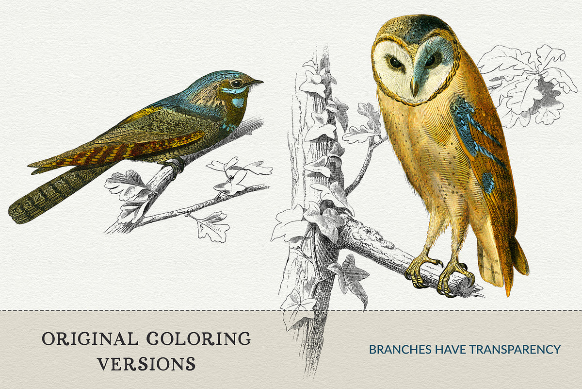 Original-color barn owl and European nightjar digital PNG illustrations from a 19th-century French engraving, isolated with transparent branch details.