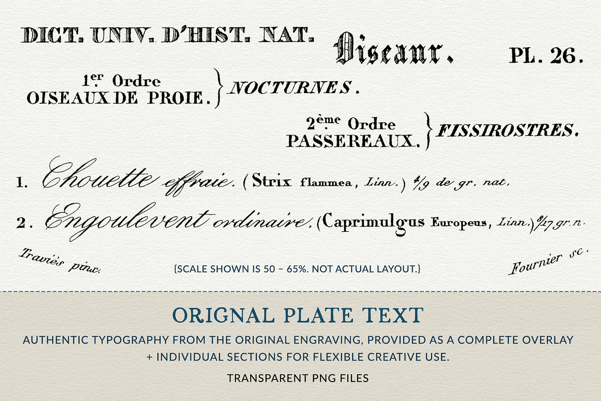 Original 19th-century French bird engraving typography supplied as transparent digital PNG files, including Oiseaux, Nocturnes, Chouette effraie and Engoulevent ordinaire.
