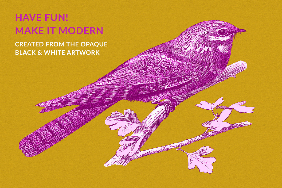Modern recolored European nightjar digital artwork in magenta and pink, created from the black and white PNG illustration in the Nocturne collection.