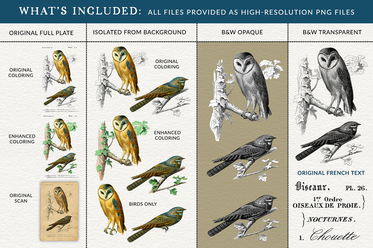 Nocturne digital PNG collection showing restored barn owl and European nightjar artwork in original and enhanced color, isolated, black and white, transparent, and French text versions.