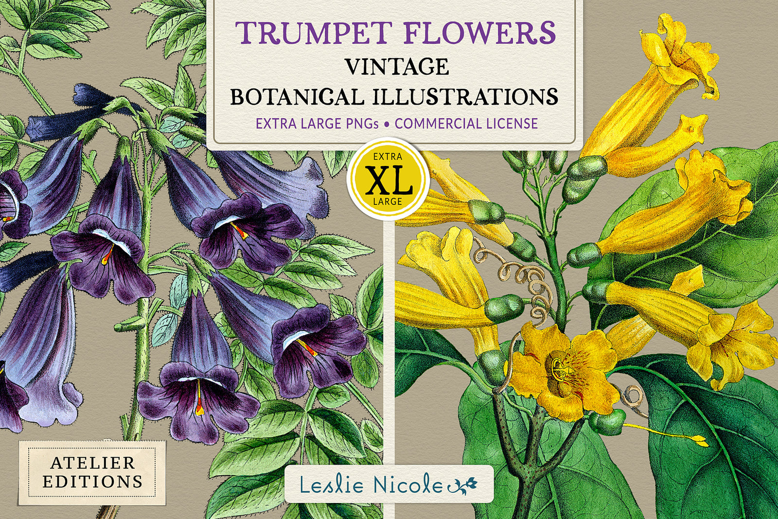 Atelier Editions Trumpet Flowers featuring two restored 1828 hand-colored botanical illustrations with transparent PNG design assets.