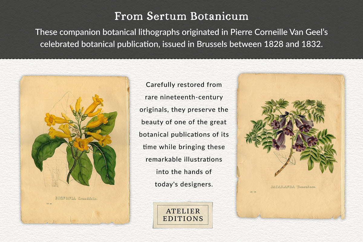 Original 1828 hand-colored botanical plates from Sertum Botanicum featuring trumpet flowers and Jacaranda tomentosa.