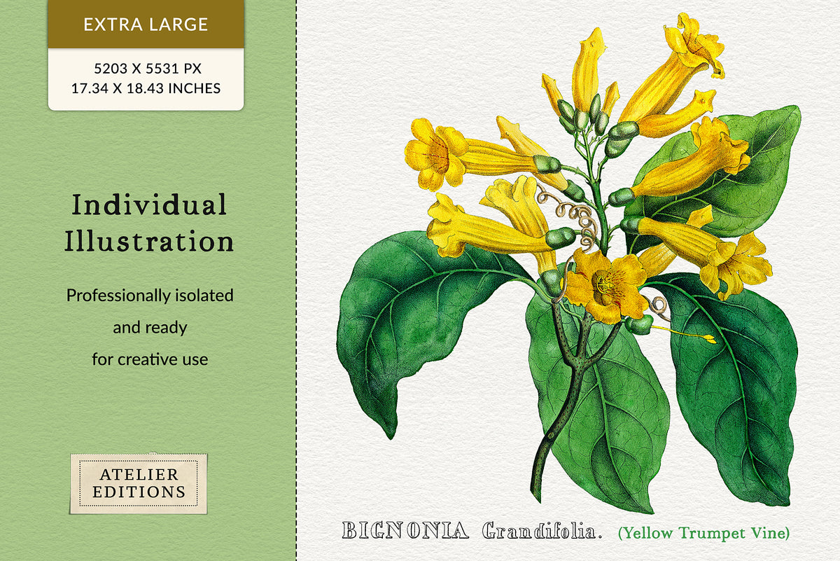 Professionally restored vintage botanical trumpet flower illustrations isolated on transparent backgrounds.