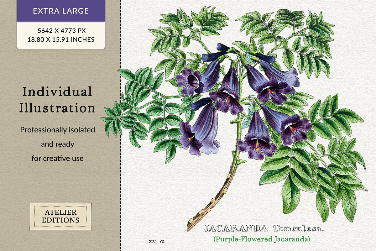 Original 1828 hand-colored botanical plates from Sertum Botanicum featuring trumpet flowers and Jacaranda tomentosa.