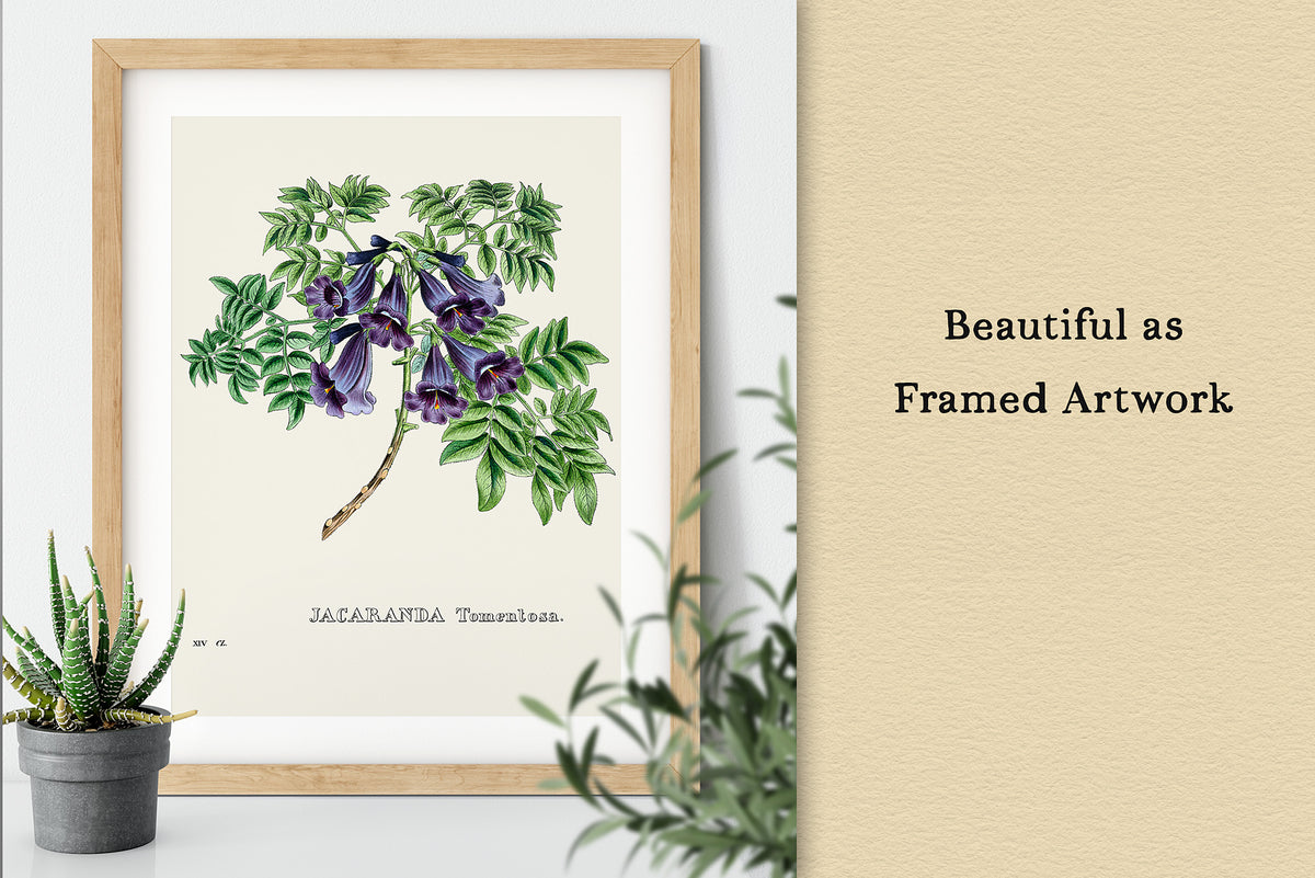 Wall art example using a vintage Jacaranda tomentosa plate.
