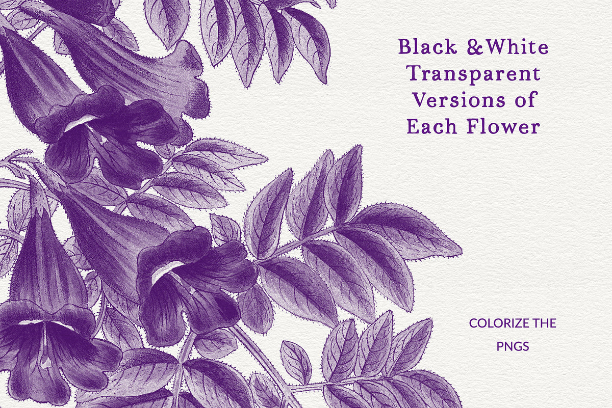 Showing using the Black and White transparent PNG files of the vintage botanical florals.