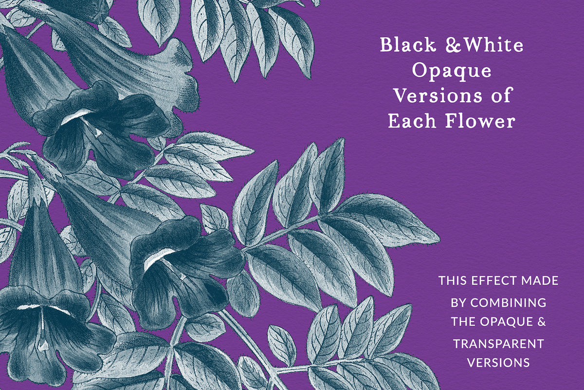 Showing using the Black and White Opage PNG files of the vintage botanical florals as a design element.