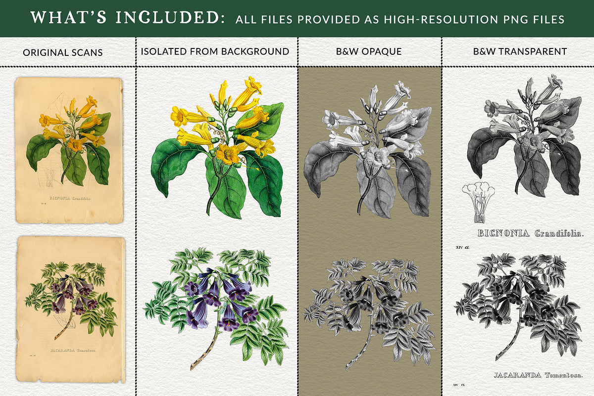 Showing the vintage botanical floral versions that come with the digital graphics downloads.