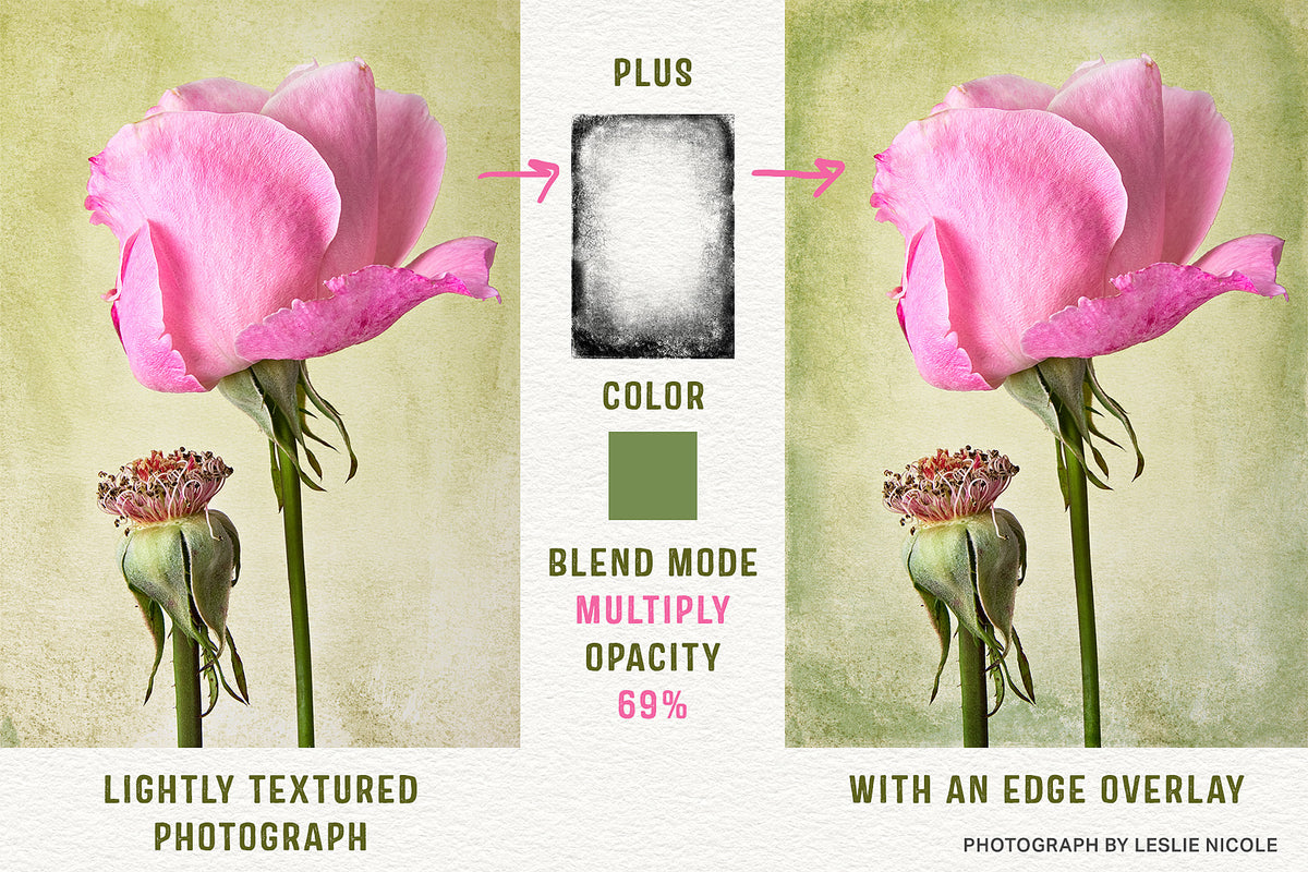 Befor and after comparison of a textured pink rose photograph with an edge overlay applied..