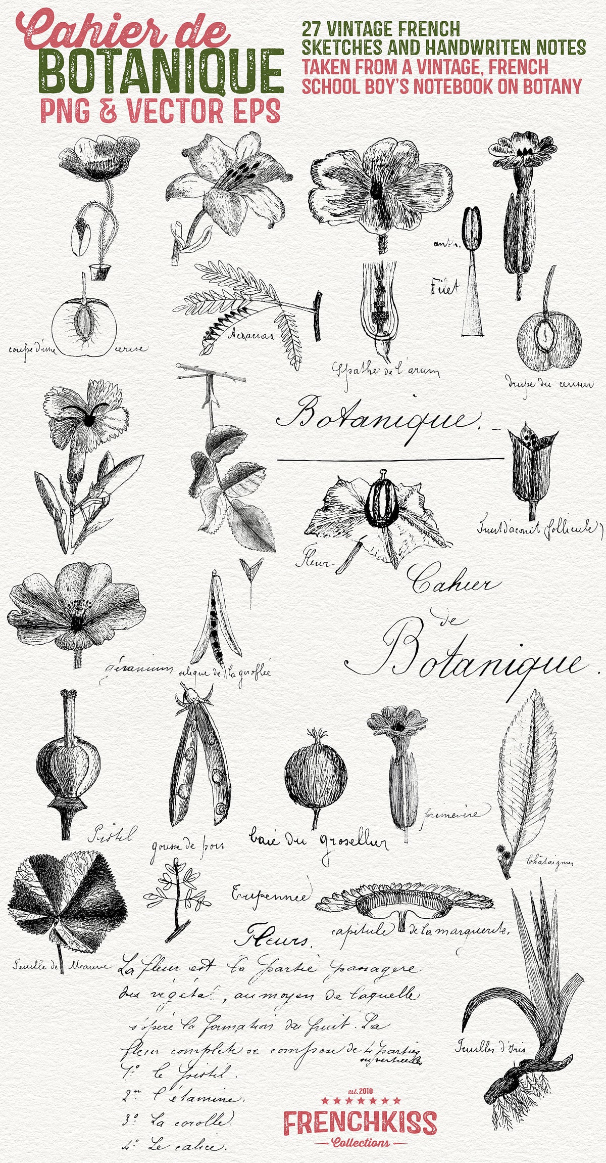Vintage hand-drawn French botanical illustrations in png and vector format.