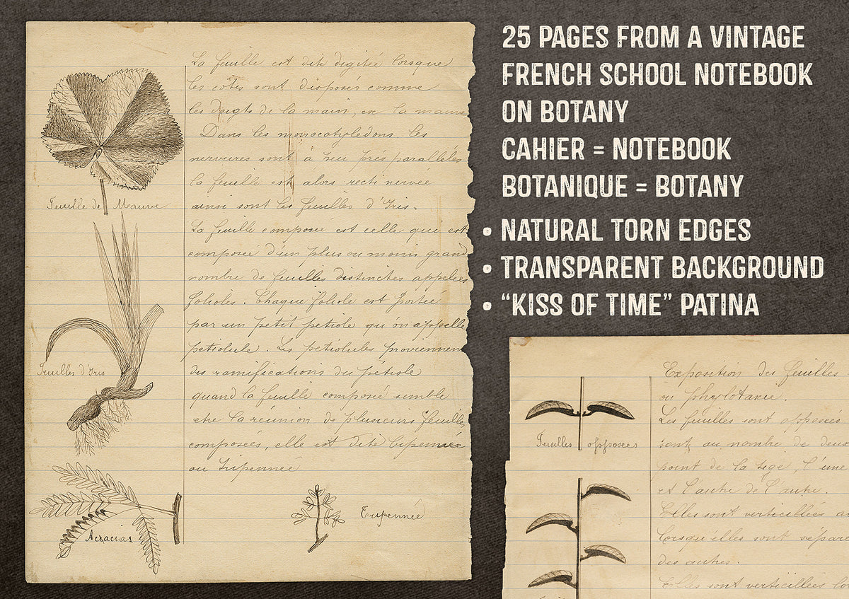 25 pages from a vintage French botanical notebook. .PNG, transparent backgrounds.