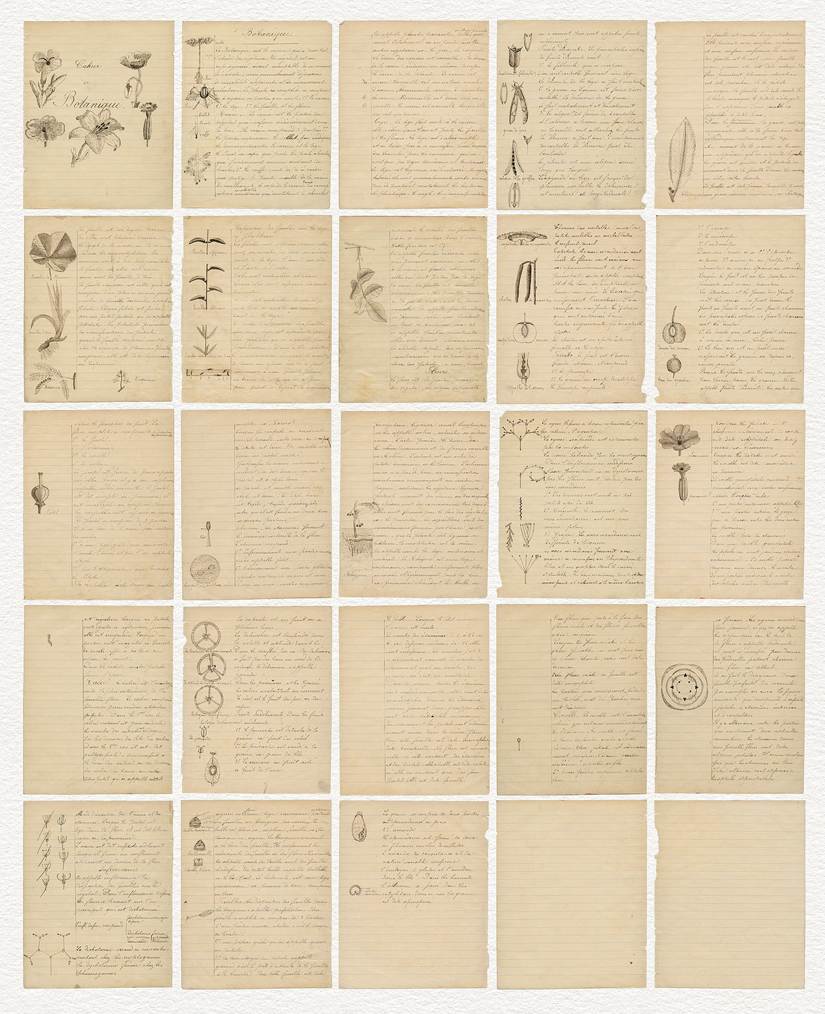 25 pages from a vintage French botanical notebook. .PNG, transparent backgrounds.