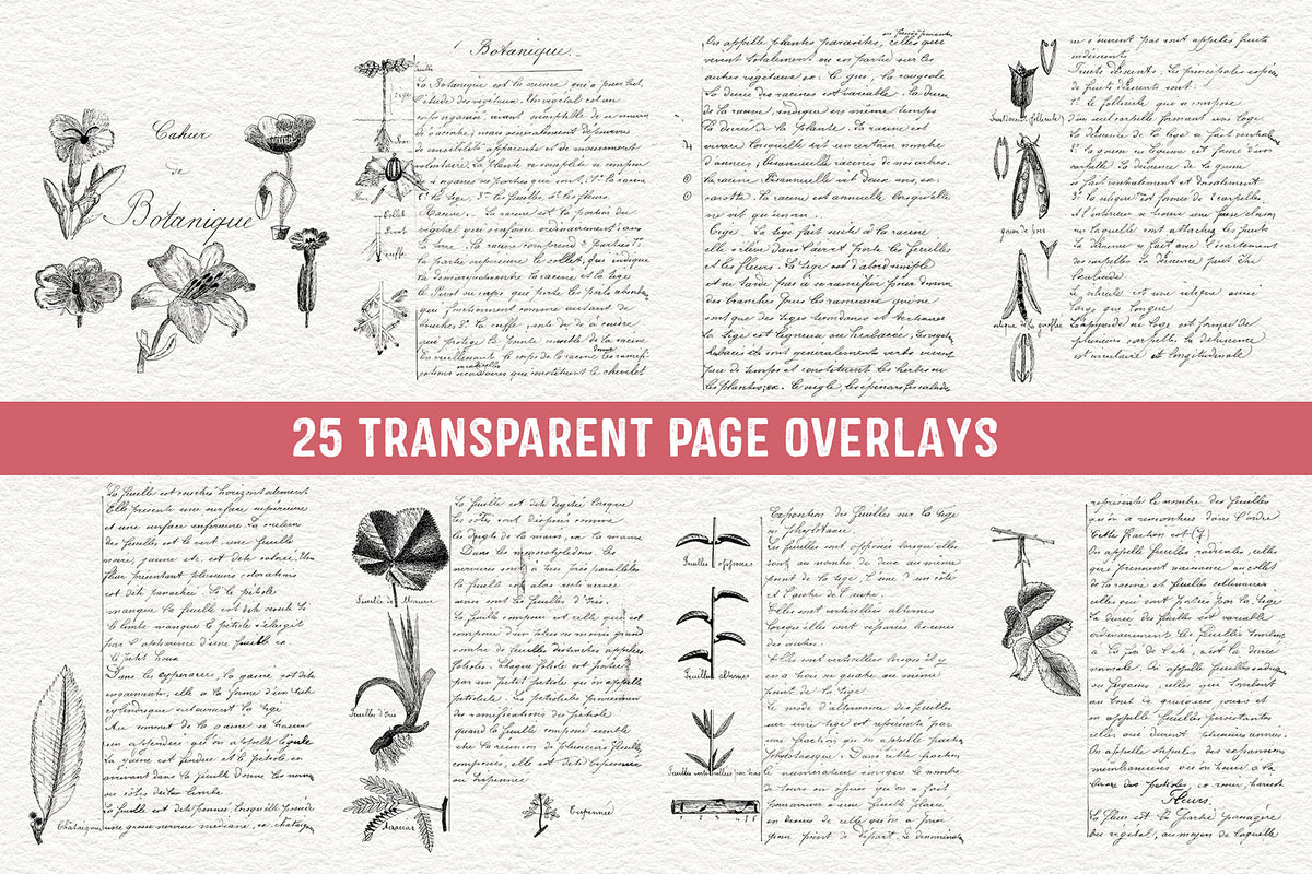 Overlays from a vintage French botanical notebook. Transparent .PNG files.