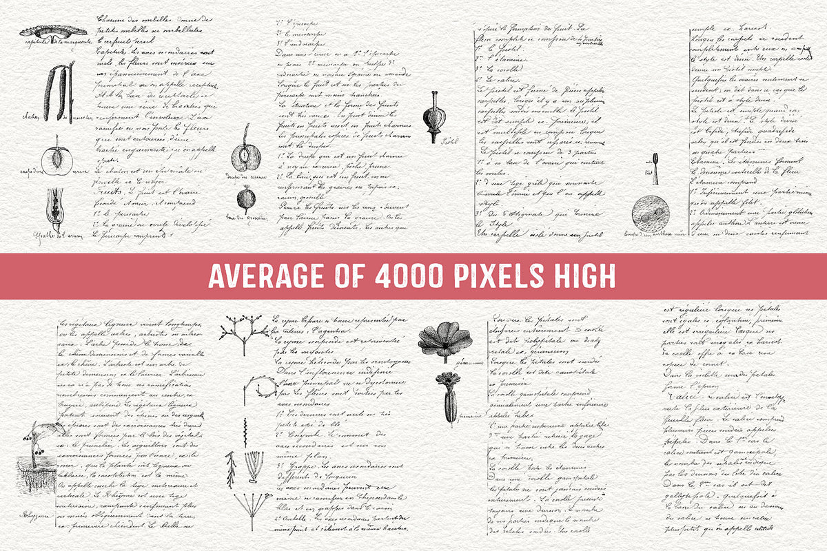 Overlays from a vintage French botanical notebook. Transparent .PNG files.