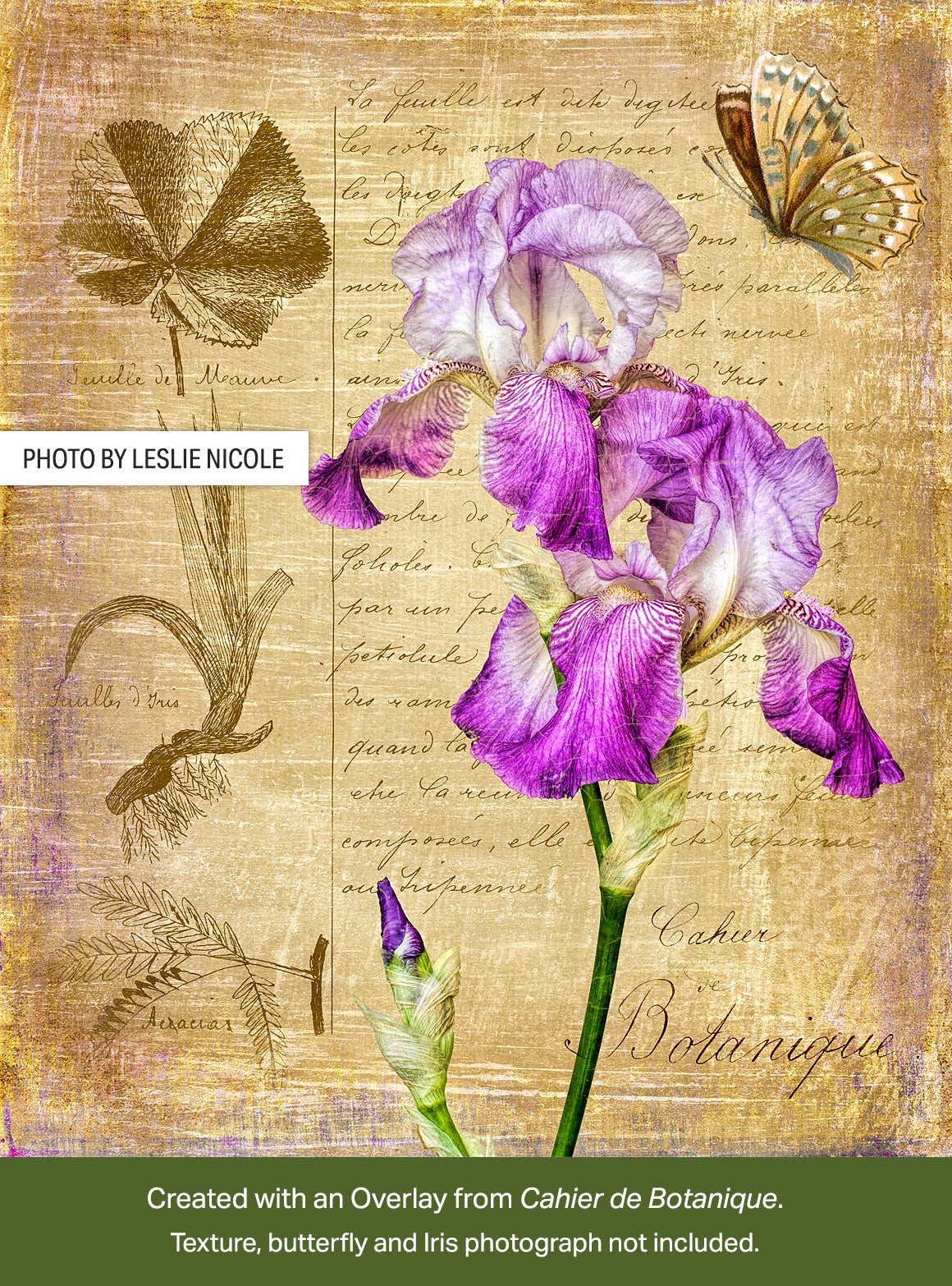 Digital collage with an Iris photograph over an overlay from a vintage French botanical notebook. Overlay from the Cahier de Botanique collection.