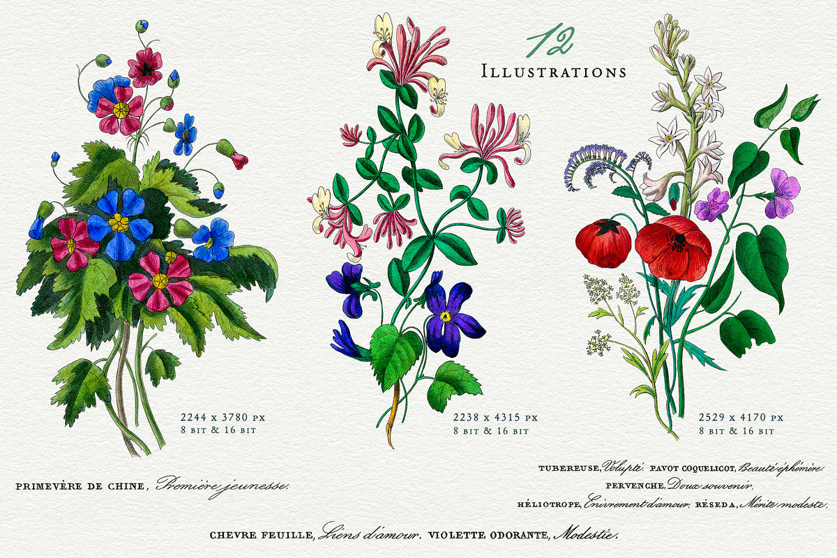 3 vintage French botanical bouquet illustrations with titles representing the language of flowers.
