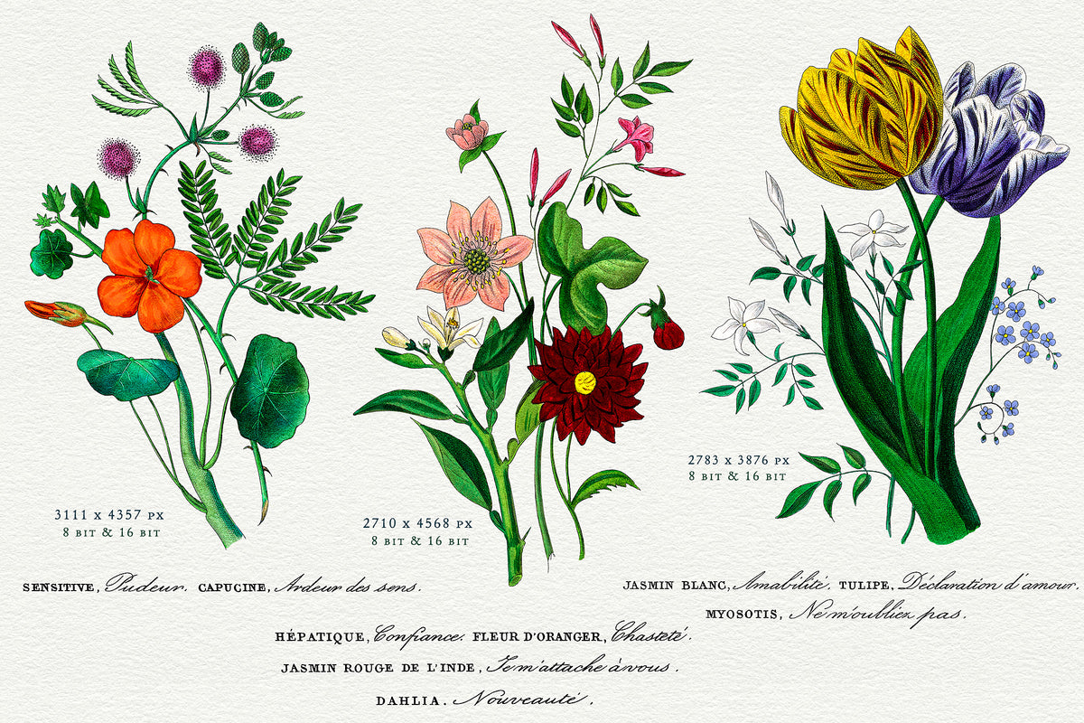 3 vintage French botanical bouquet illustrations with titles representing the language of flowers.