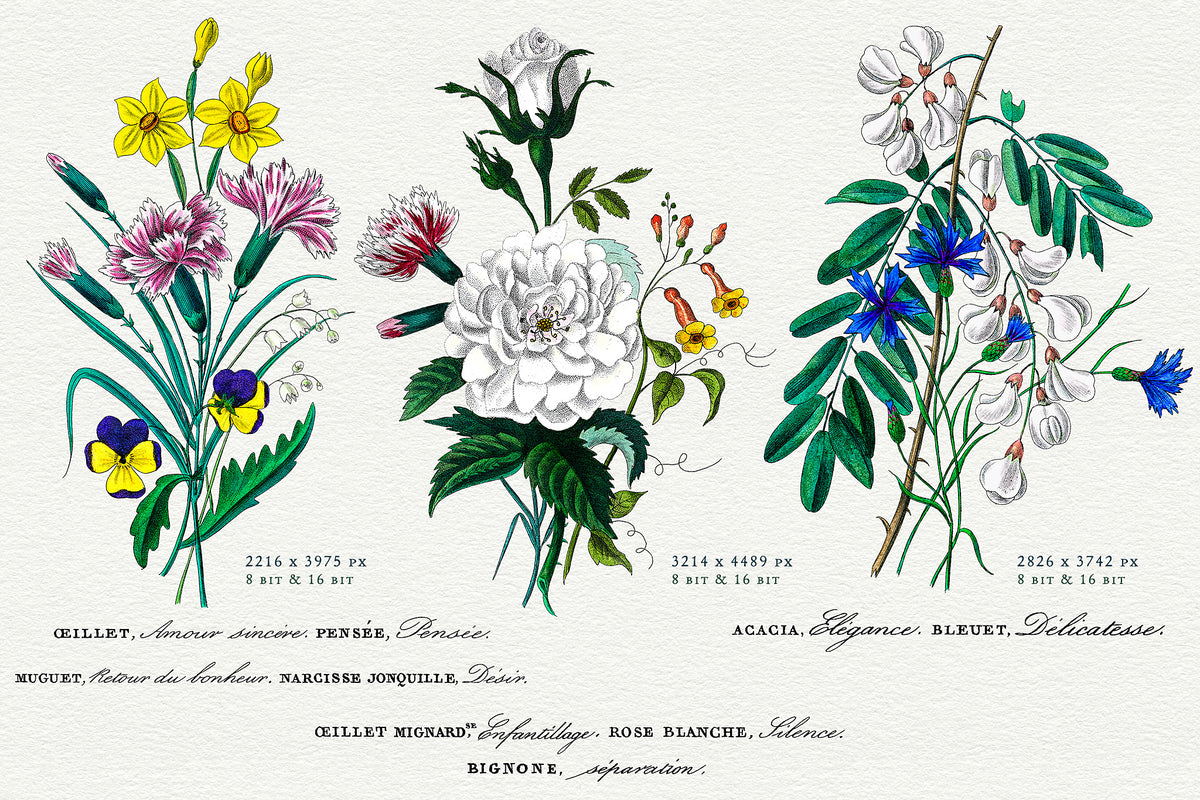 3 vintage French botanical bouquet illustrations with titles representing the language of flowers.