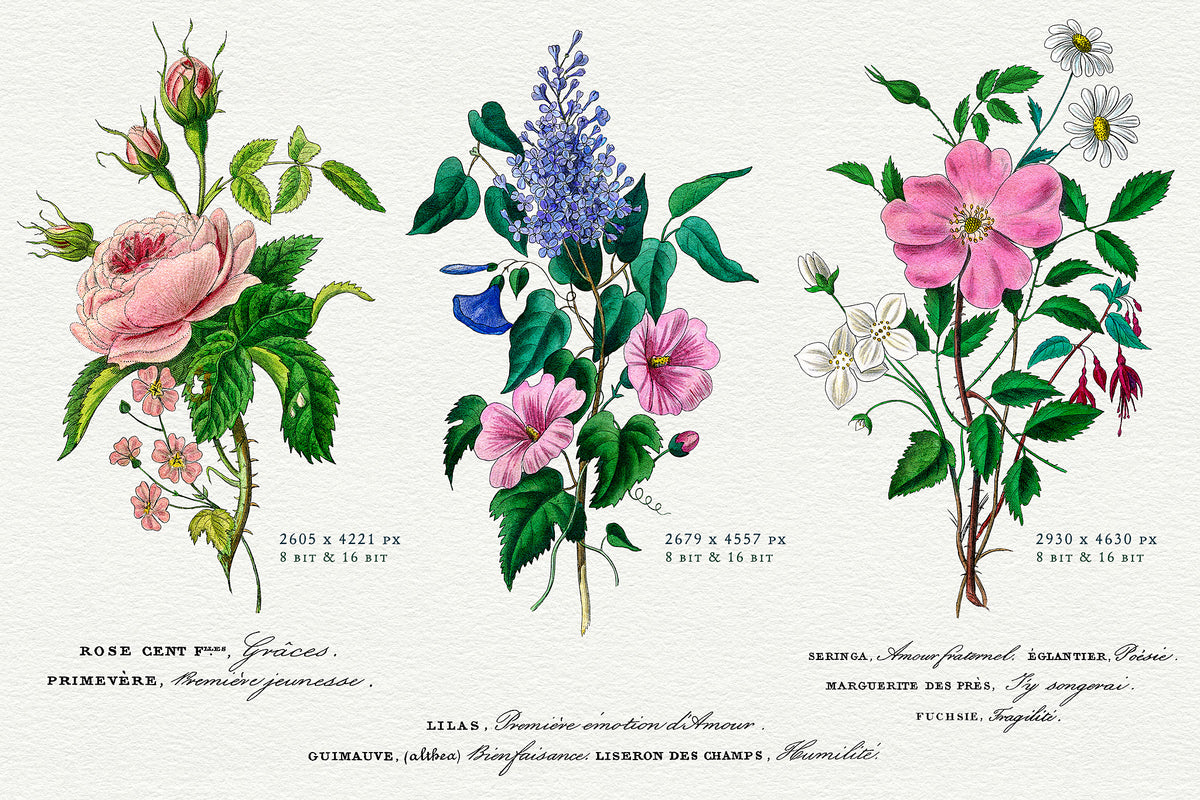 3 vintage French botanical bouquet illustrations with titles representing the language of flowers.