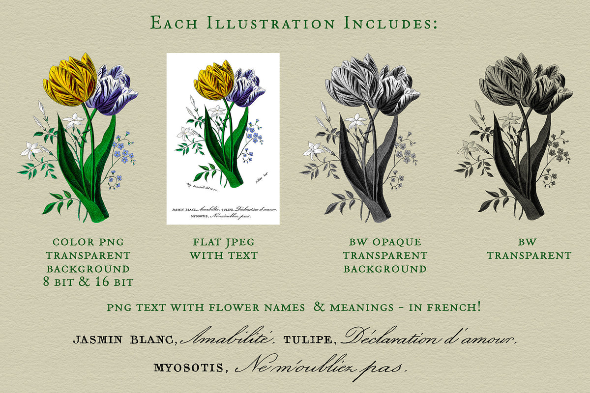 Each flower illustration includes 4 versions: 1. color PNG, 2. color JPEG, 3. BW opaque, 4. BW transparant.