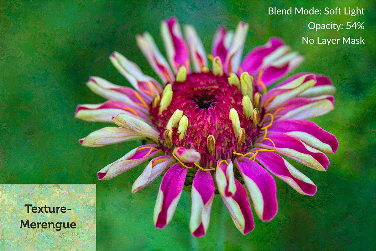 Zinnia macro photo with a hand-painted painted texture from the Impasto Fresca collection.