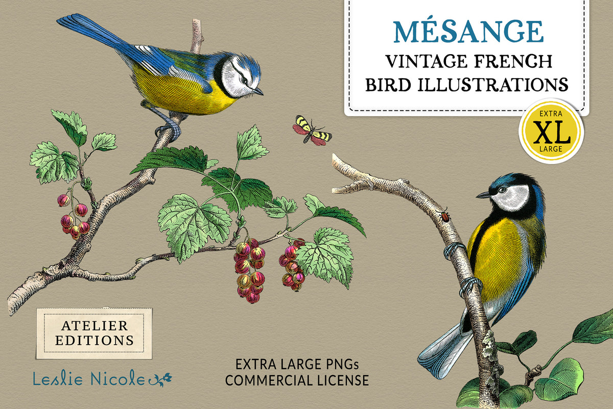 Mésange Vintage French Bird Illustrations featuring restored Blue Tit and Great Tit engravings from mid-1800s French artwork.