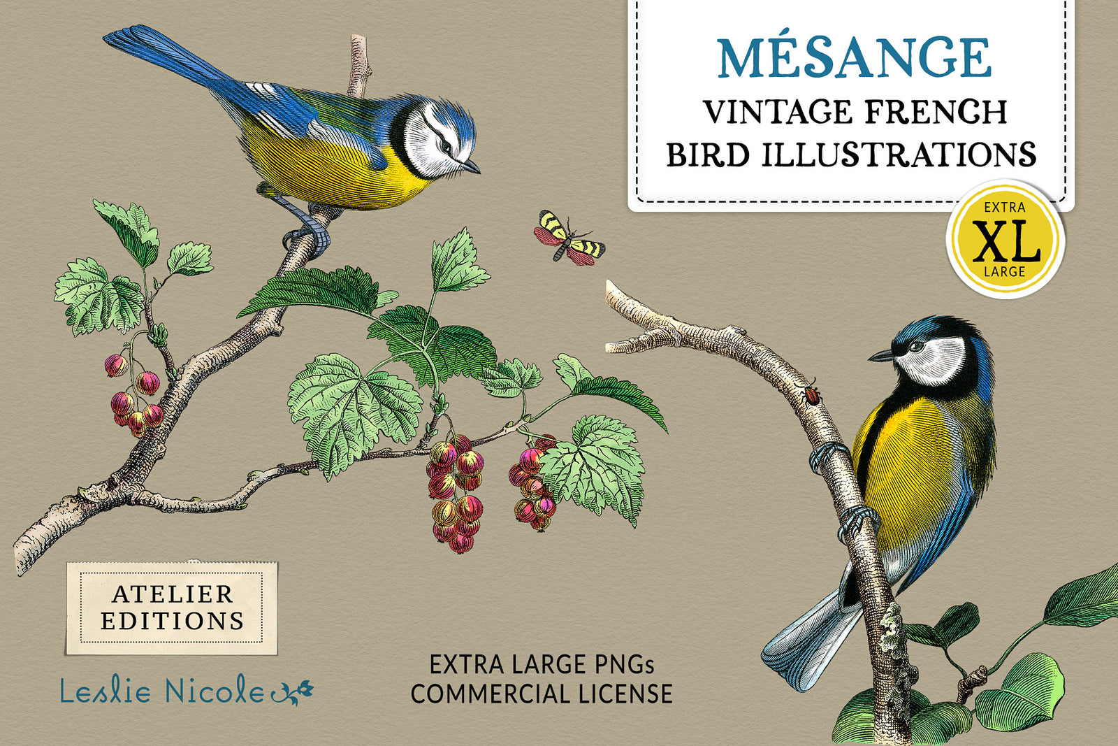Mésange Vintage French Bird Illustrations featuring restored Blue Tit and Great Tit engravings from mid-1800s French artwork.