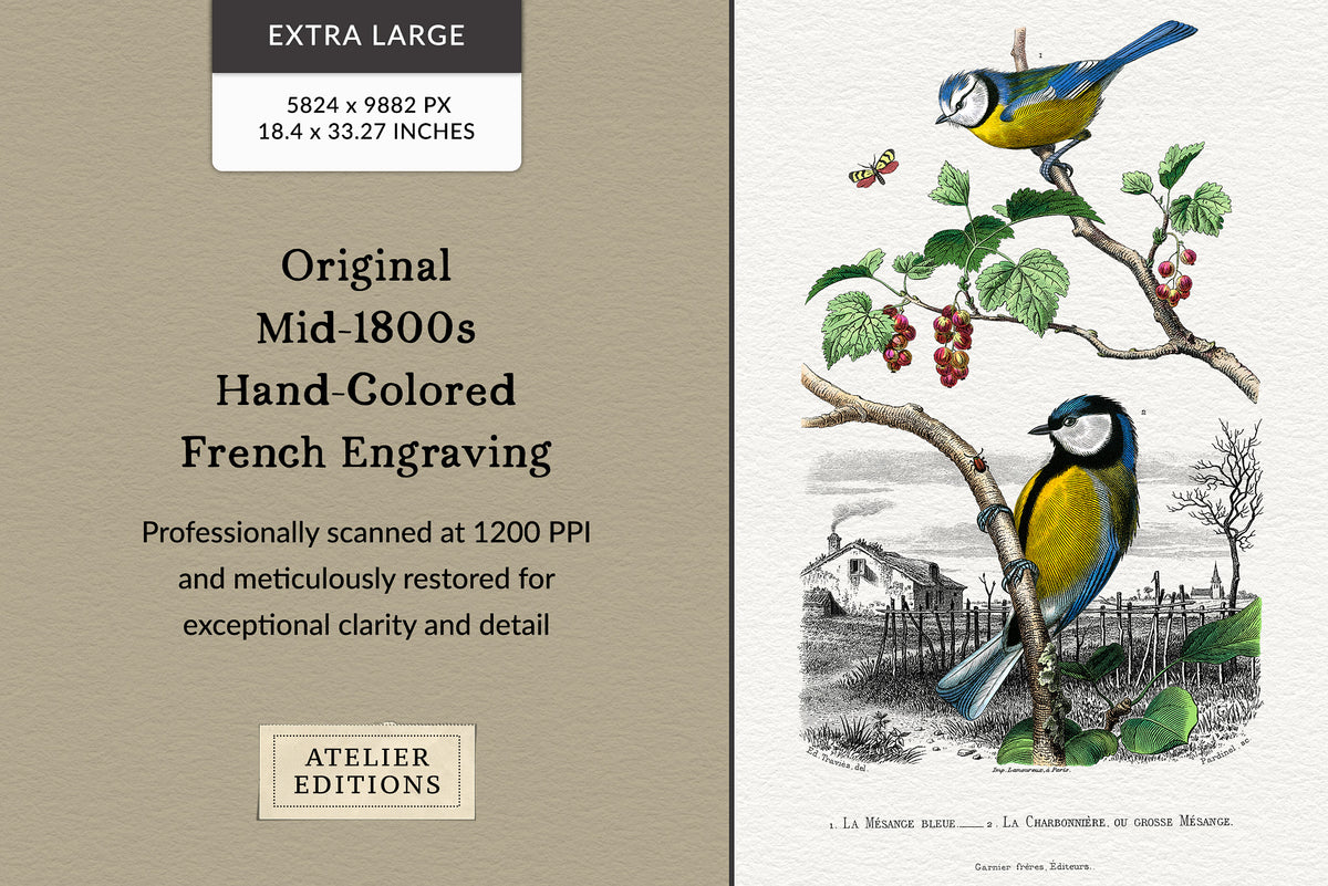 Original hand-colored mid-1800s French bird engraving professionally scanned and restored for Atelier Editions.