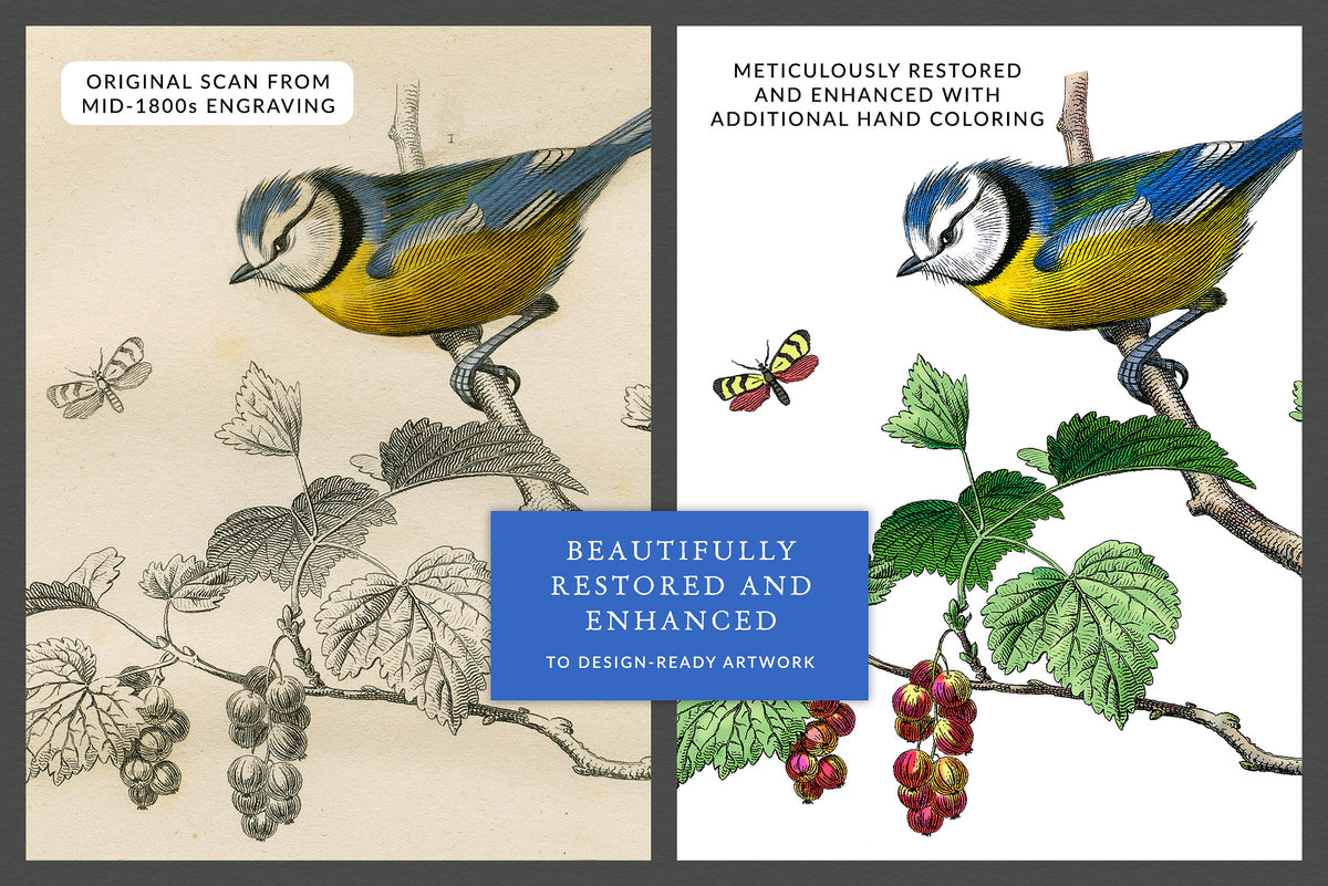 Before and after restoration comparison showing original French bird engraving and enhanced artwork.
