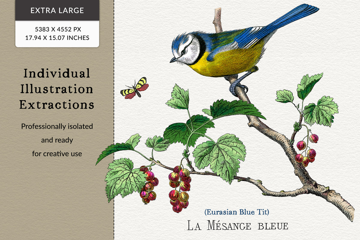 Restored Mésange or Blue Tit bird illustration extracted from antique French engraving with transparent background.