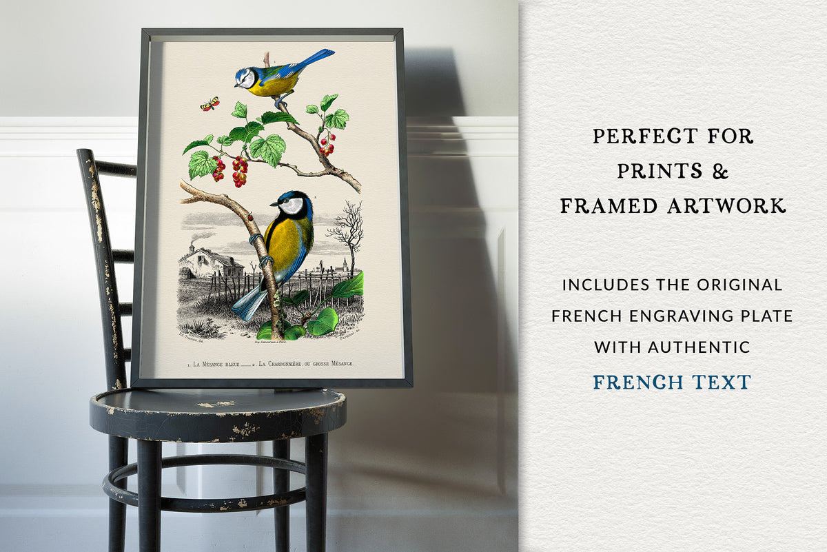 Vintage French bird engraving plate with authentic French text displayed as framed wall art.