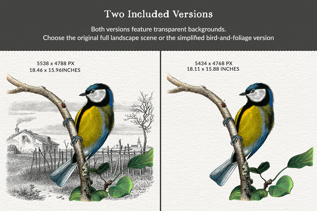 Mésange or Blue Tit illustration with original landscape scene and simplified bird-and-foliage version on transparent backgrounds.