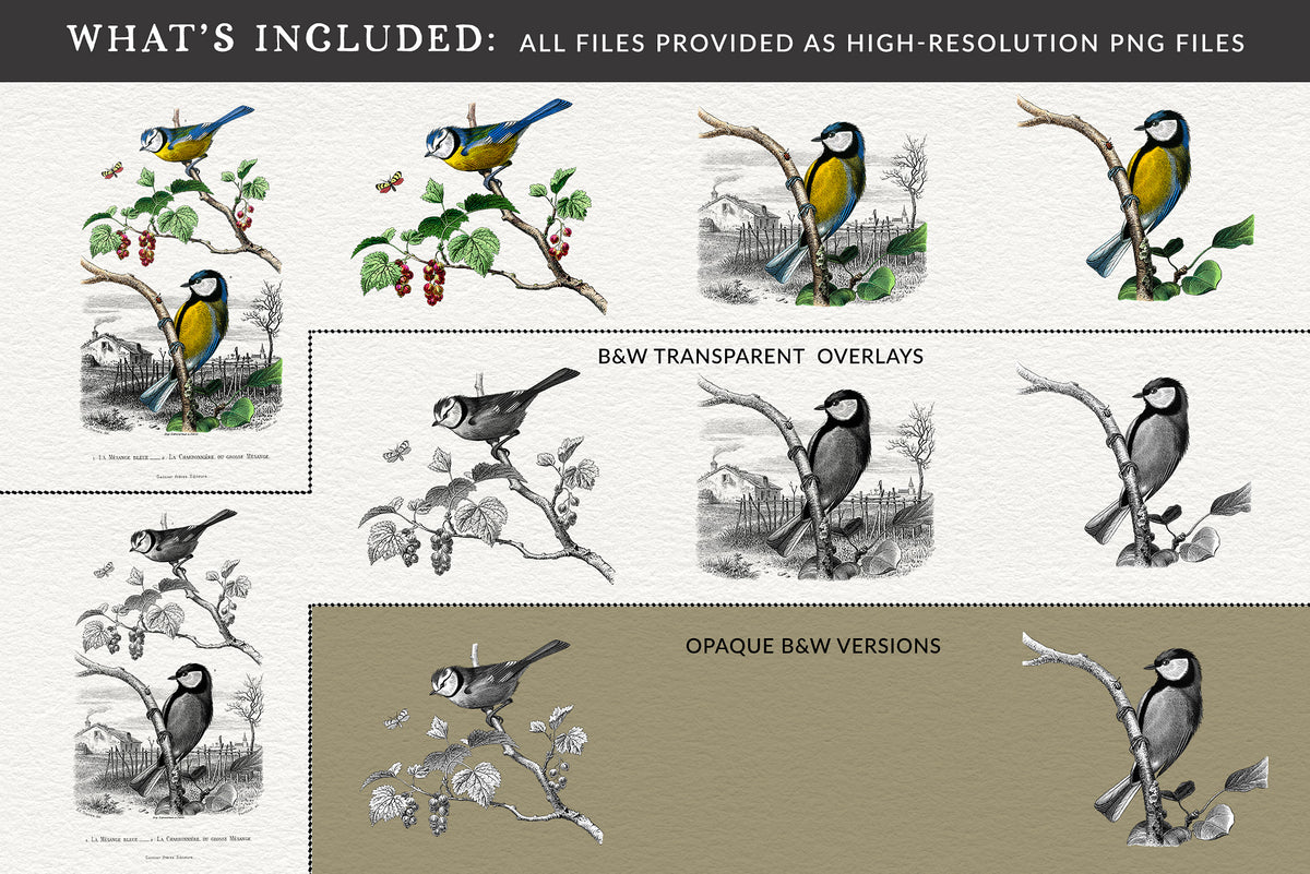 Preview showing all included vintage French bird illustration files, engraving overlays, and black and white versions.