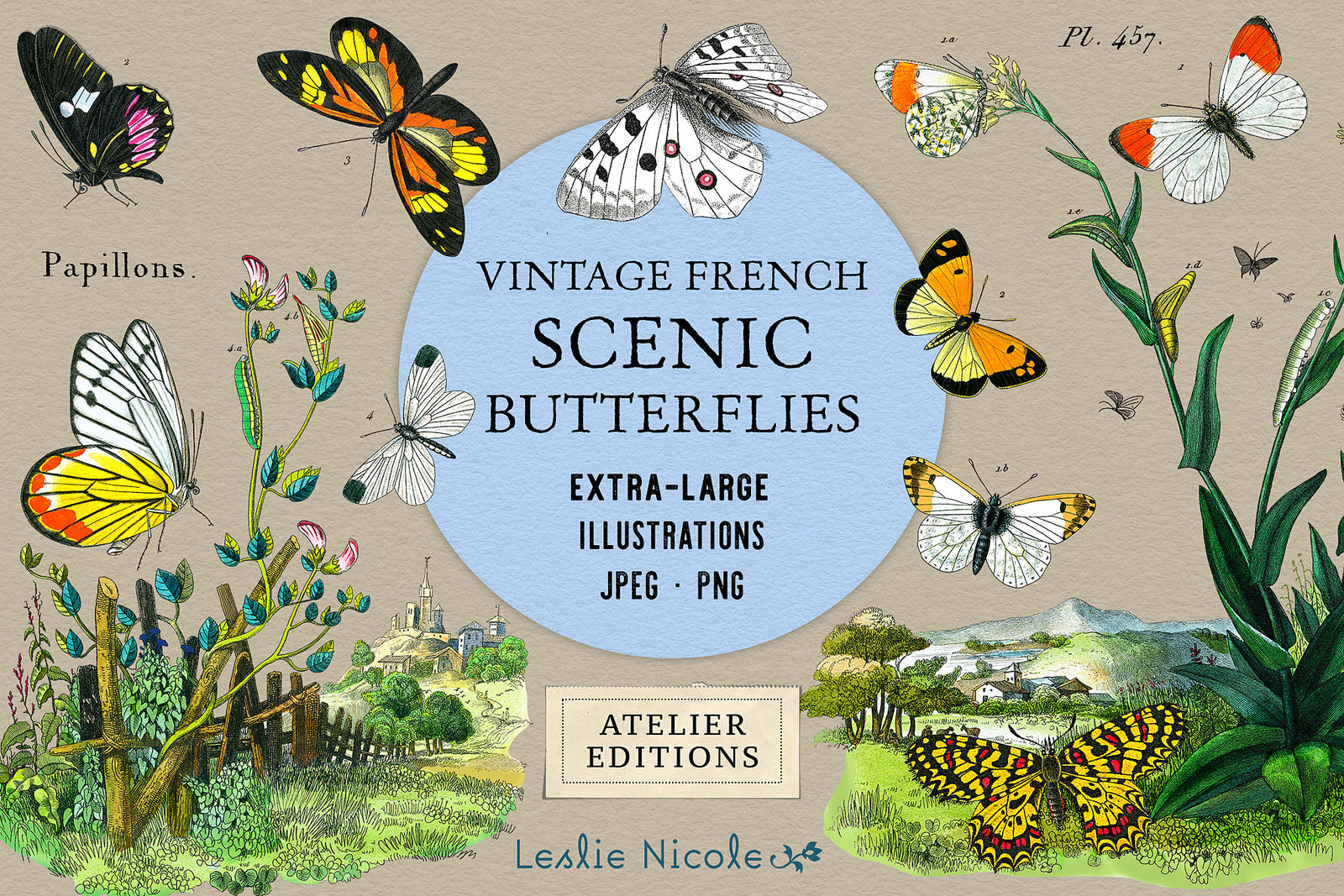 vintage French butterfly and landscape illustrations, high-resolution botanical artwork for design and collage.