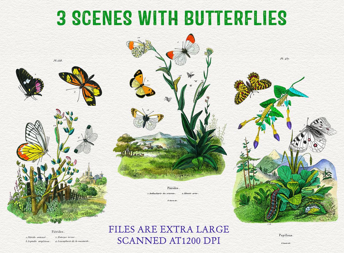 3 vintage French illustrations of botanical style landscape and plant drawings with butterflies. Large digital files for print or design.