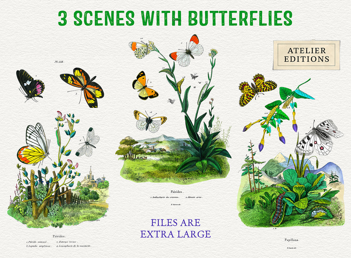 3 vintage French illustrations of botanical style landscape and plant drawings with butterflies. Large digital files for print or design.