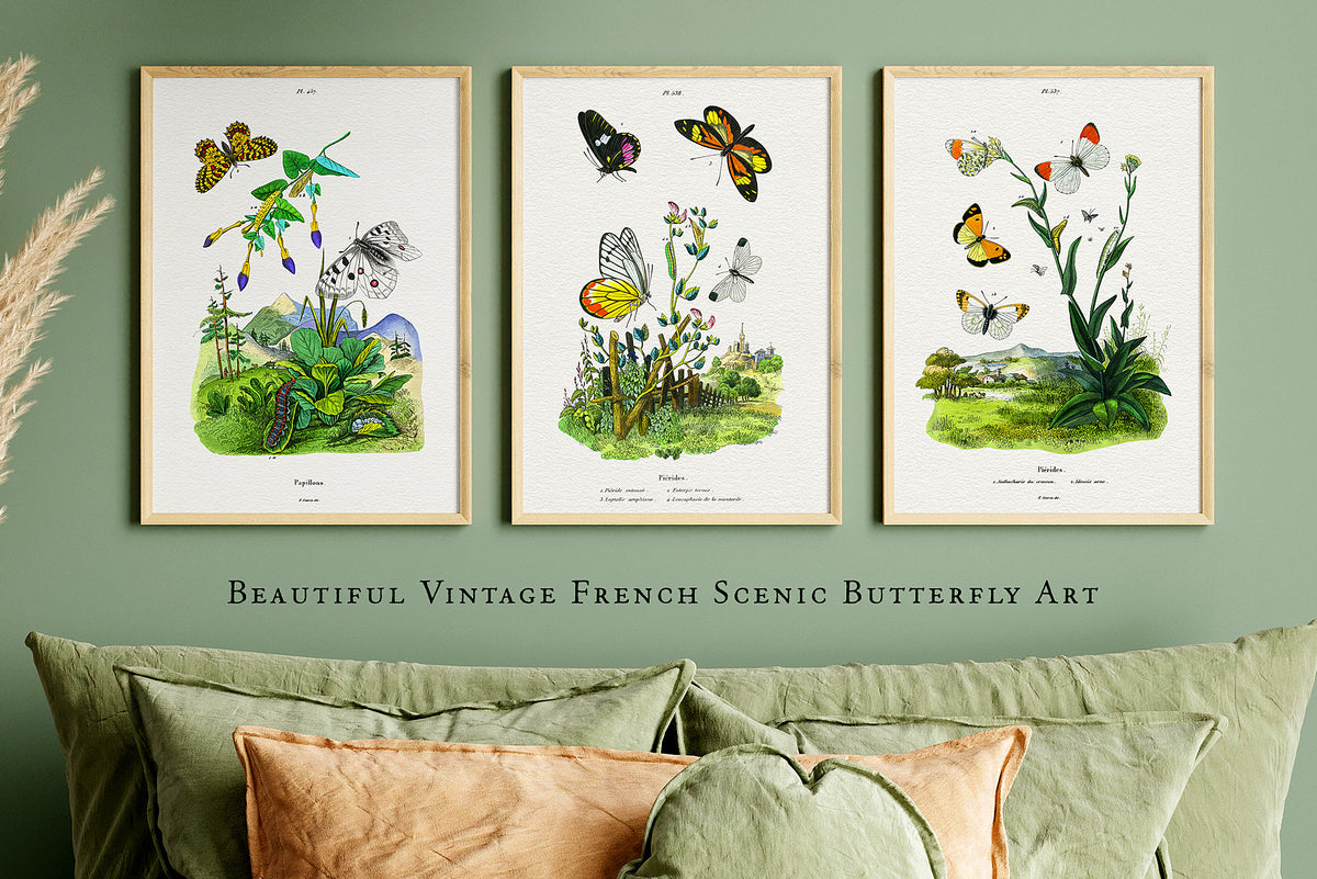 3 vintage French illustrations of botanical style landscape and plant drawings with butterflies. Suitable to print for wall art.