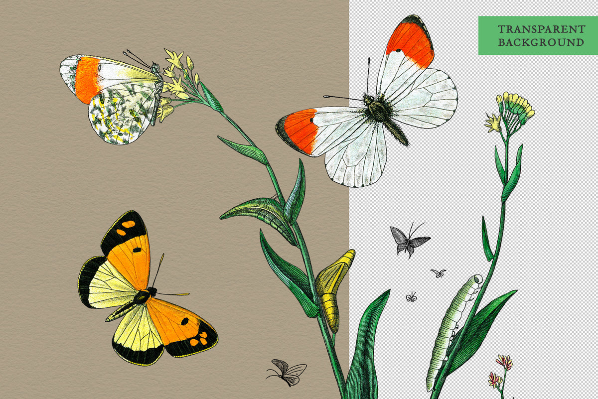 Illustration of butterflies and plants with a transparent background png file.