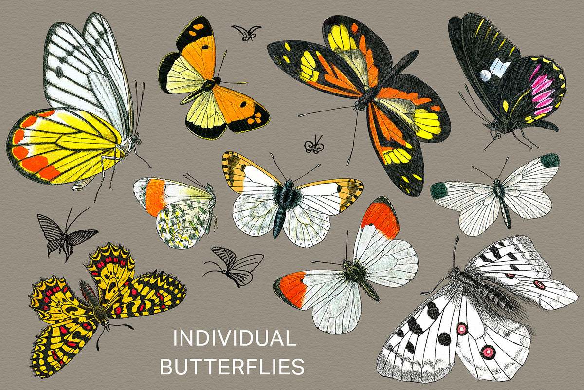 Vintage French butterfly illustrations, individual PNG butterfly elements for collage and design.