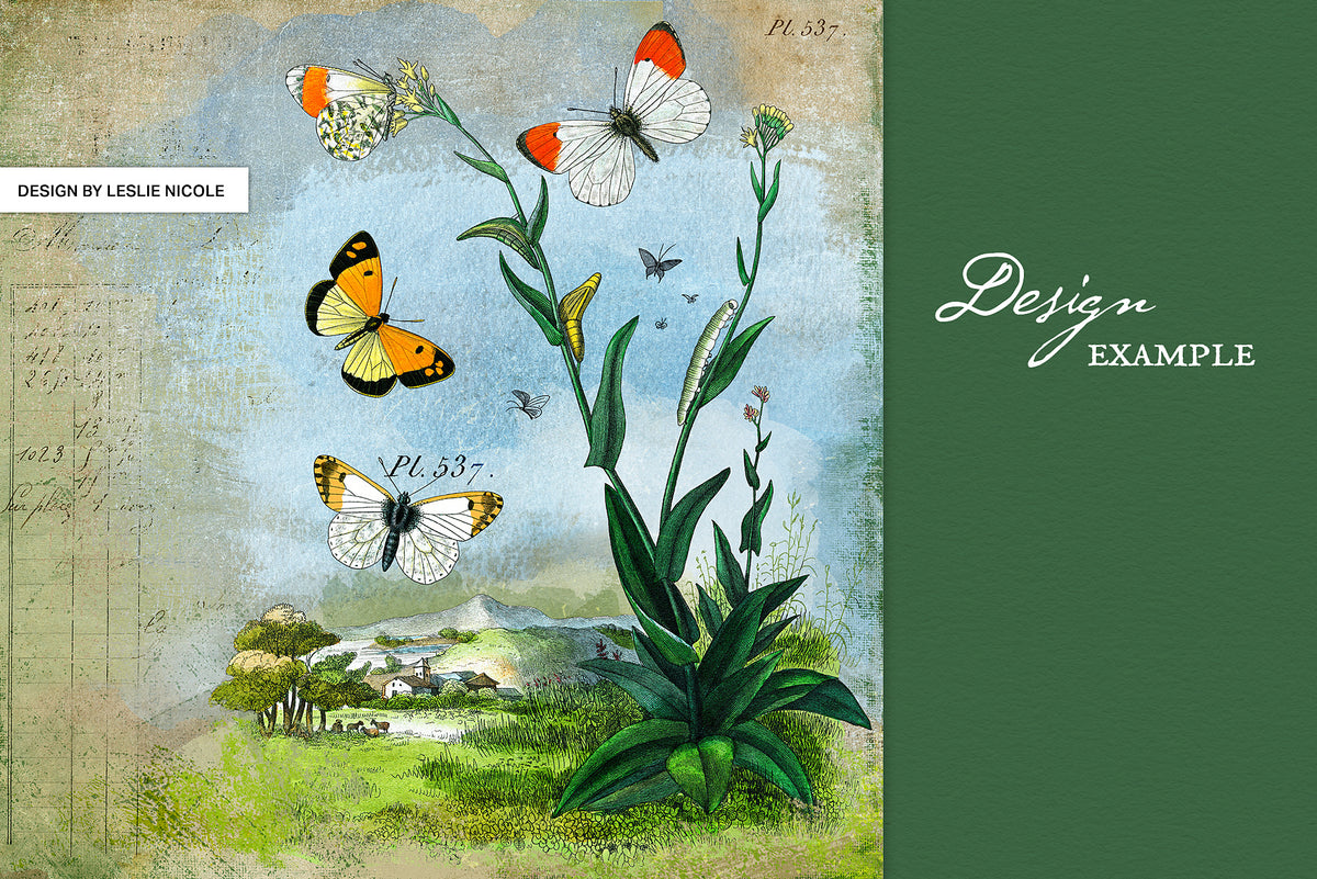 Design using one of the Scenic Butterfly vintage French illustrations png graphics.