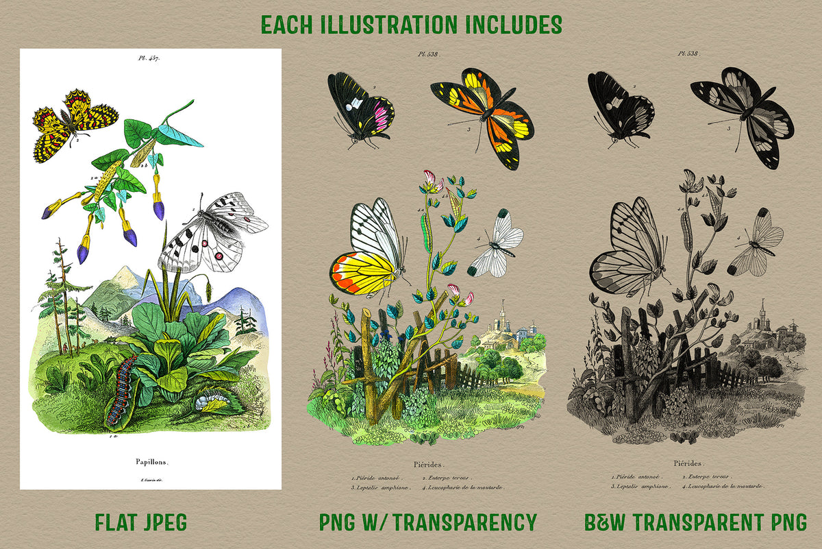 Vintage French Scenic butterfly illustration  file format options: flat jpeg, png with transparency, and a B&W transparent png.